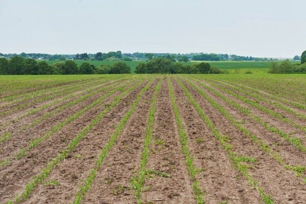 terreno agricolo in vendita a Borgoricco
