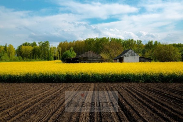 terreno agricolo in vendita a Borgoricco in zona San Michele delle Badesse