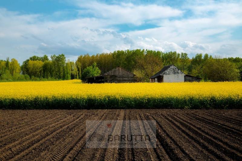terreno agricolo in vendita a Borgoricco in zona San Michele delle Badesse