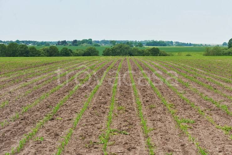 terreno agricolo in vendita a Borgoricco