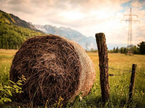 terreno agricolo in vendita a Brugine