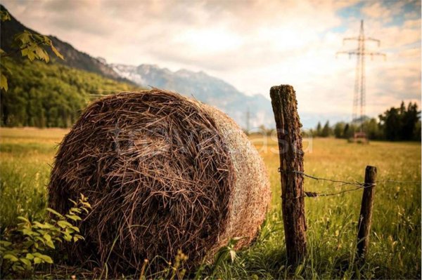 terreno agricolo in vendita a Brugine