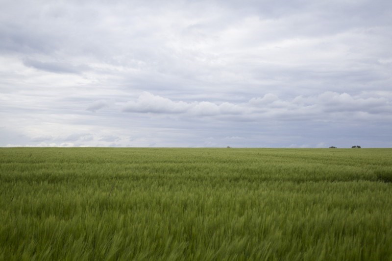terreno agricolo in vendita a Campodarsego in zona Bronzola