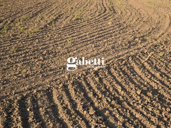 terreno agricolo in vendita a Cartura