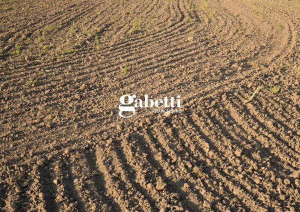 terreno agricolo in vendita a Cartura