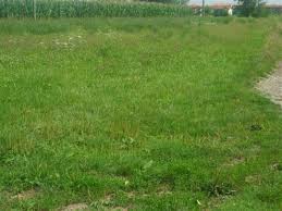 terreno agricolo in vendita a Cartura