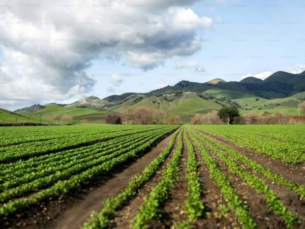 terreno agricolo in vendita a Casalserugo