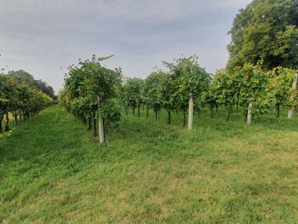 terreno agricolo in vendita a Casalserugo