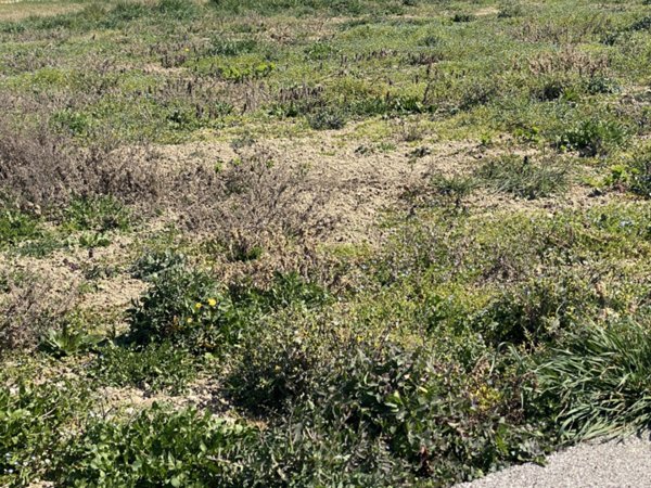 terreno edificabile in vendita a Casalserugo