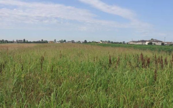 terreno edificabile in vendita a Casalserugo