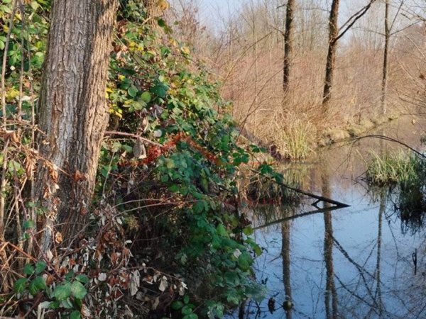 terreno agricolo in vendita a Cervarese Santa Croce in zona Montemerlo