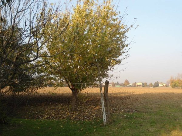 terreno in vendita a Cervarese Santa Croce in zona Fossona