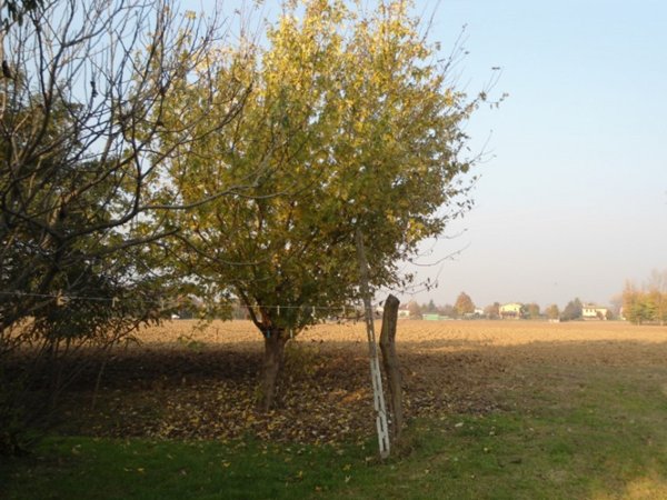terreno in vendita a Cervarese Santa Croce in zona Fossona