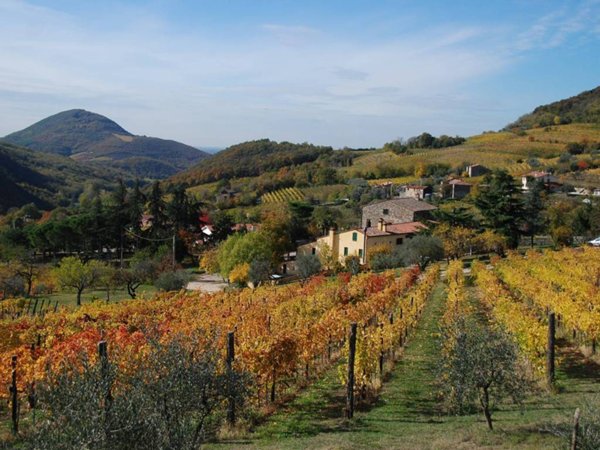 negozio in vendita a Cinto Euganeo