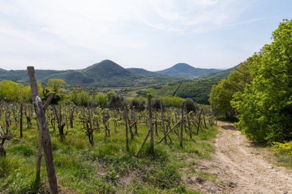 casa indipendente in vendita a Cinto Euganeo in zona Valnogaredo