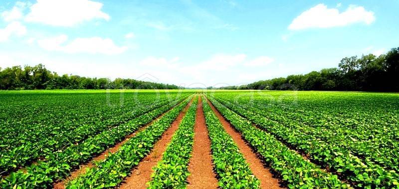terreno agricolo in vendita a Cittadella