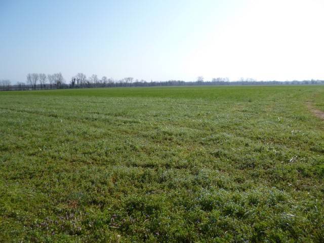 terreno agricolo in vendita a Cittadella