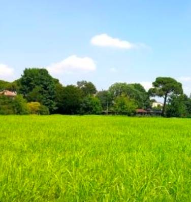 terreno agricolo in vendita a Cittadella