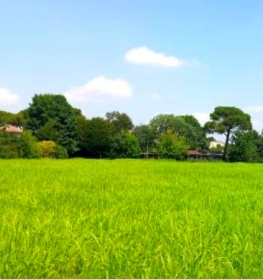 terreno agricolo in vendita a Cittadella