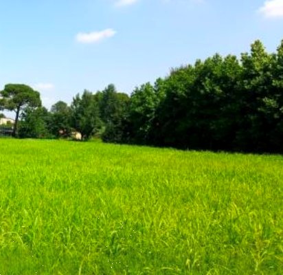 terreno agricolo in vendita a Cittadella
