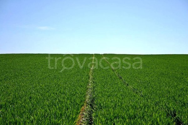 terreno agricolo in vendita a Cittadella