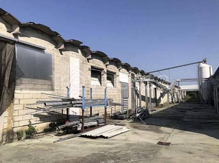 terreno agricolo in vendita a Cittadella