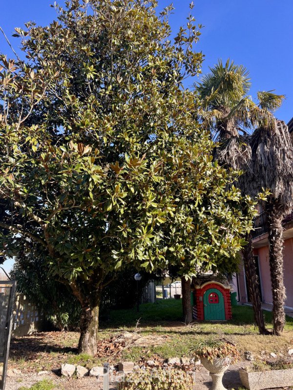 casa indipendente in vendita a Codevigo in zona Cambroso