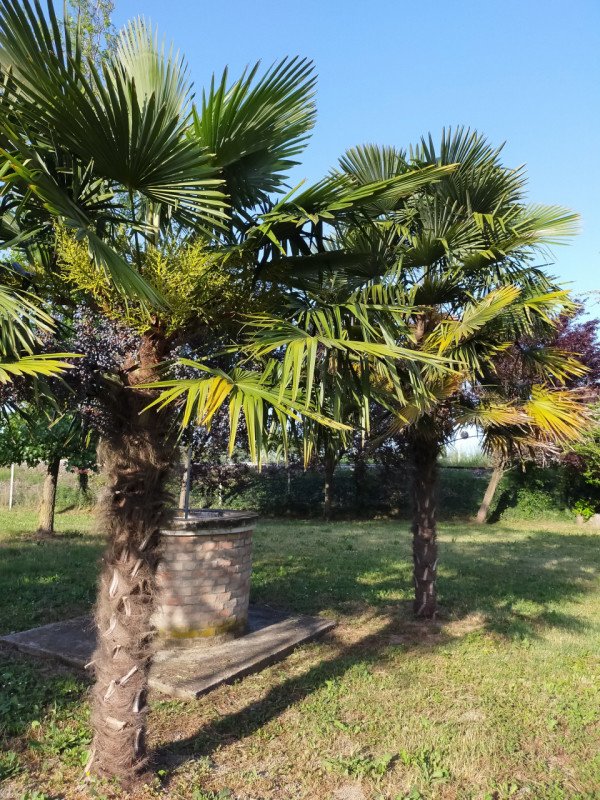 casa indipendente in vendita a Correzzola