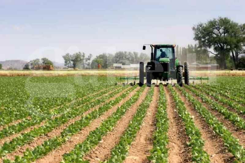 terreno agricolo in vendita a Correzzola
