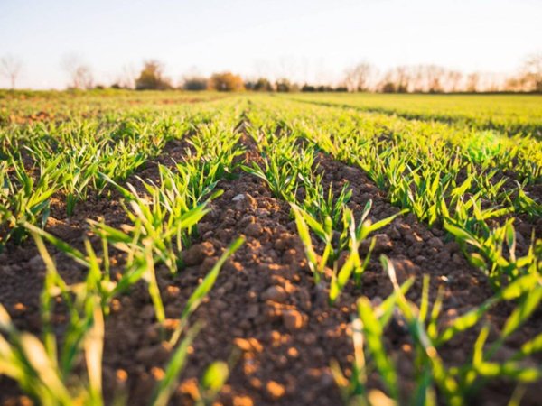 terreno agricolo in vendita a Correzzola