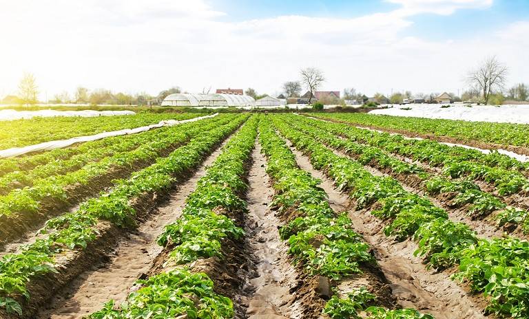 terreno agricolo in vendita ad Este