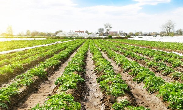 terreno agricolo in vendita ad Este
