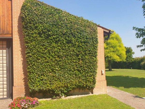 casa indipendente in vendita ad Este