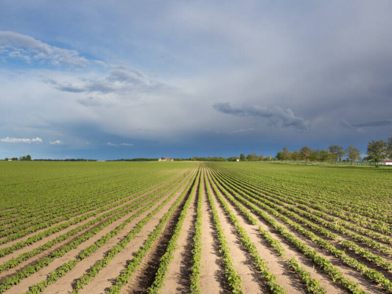terreno agricolo in vendita ad Este