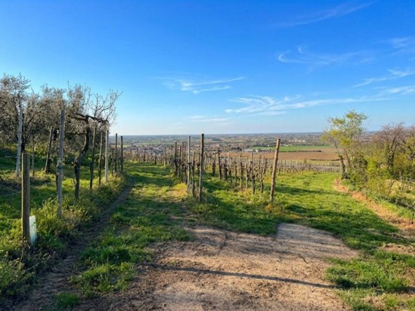 terreno agricolo in vendita ad Este