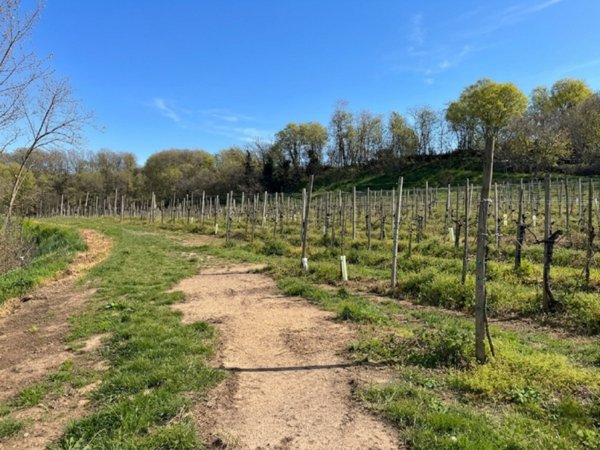 casa indipendente in vendita ad Este