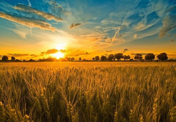 terreno agricolo in vendita ad Este