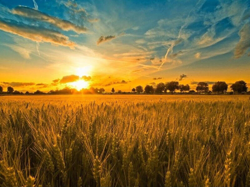 terreno agricolo in vendita ad Este