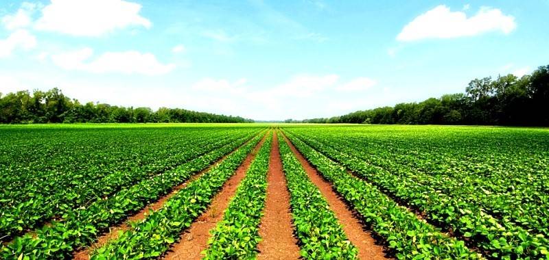 terreno agricolo in vendita a Fontaniva