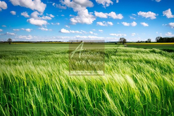 terreno agricolo in vendita a Fontaniva