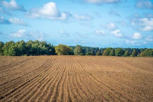terreno agricolo in vendita a Fontaniva