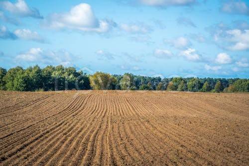 terreno agricolo in vendita a Fontaniva