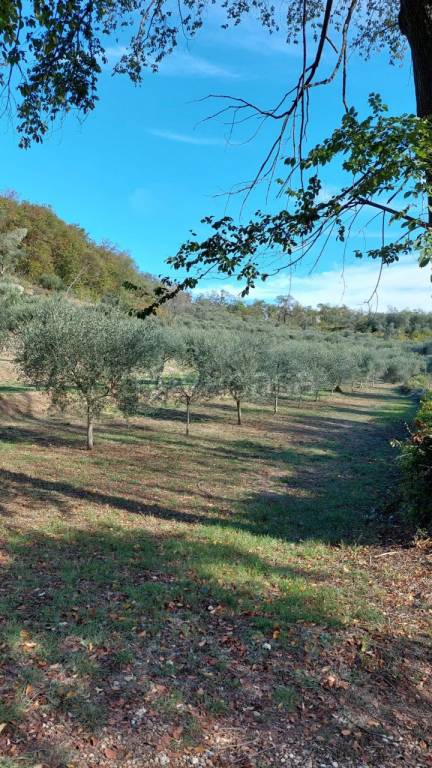 terreno agricolo in vendita a Galzignano Terme in zona Valsanzibio