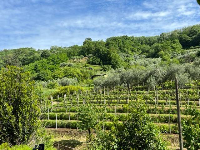terreno agricolo in vendita a Galzignano Terme