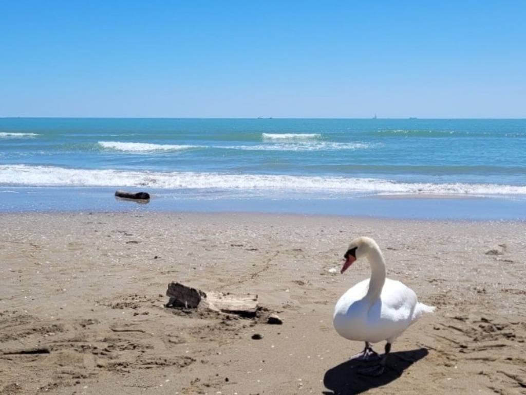 casa indipendente in vendita a Galzignano Terme