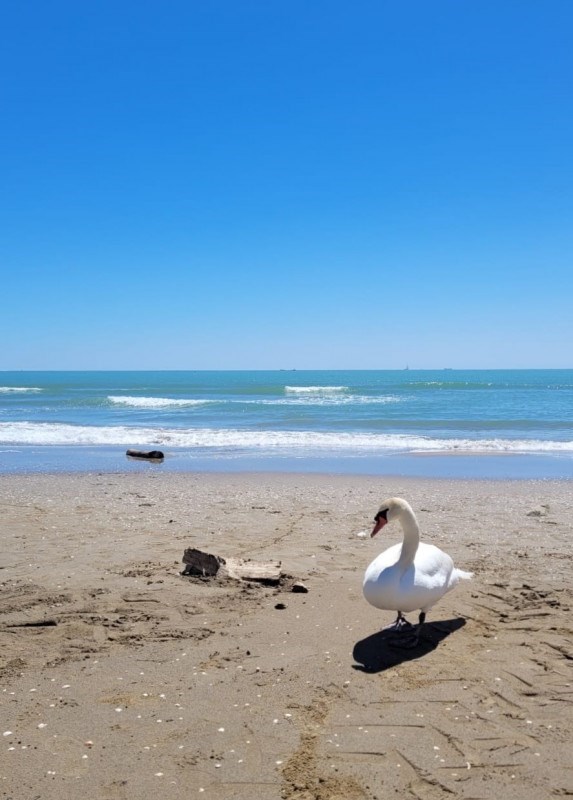 casa indipendente in vendita a Galzignano Terme
