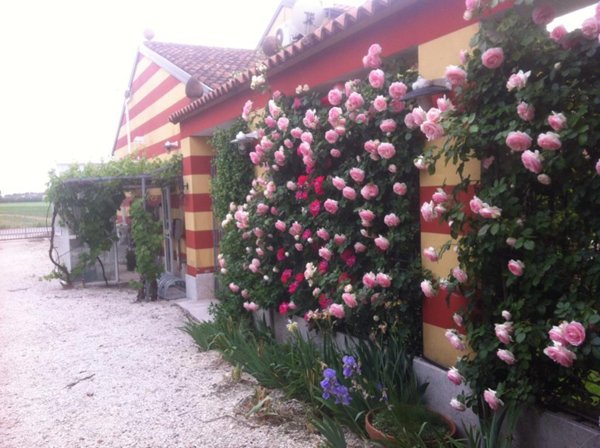 casa indipendente in vendita a Gazzo