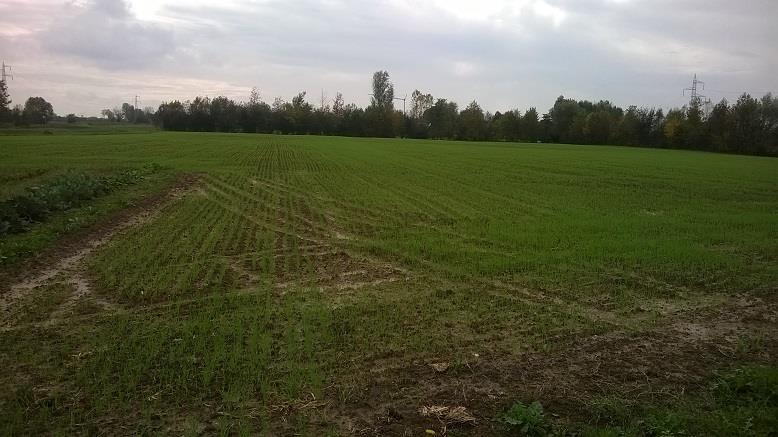terreno agricolo in vendita a Legnaro in zona Volparo