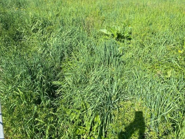 terreno edificabile in vendita a Legnaro