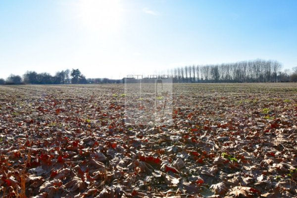terreno agricolo in vendita a Loreggia